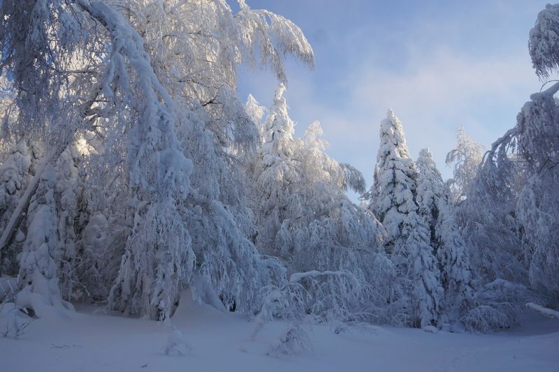 зима, лес, снег, урал, Колпаки В лесу фото превью