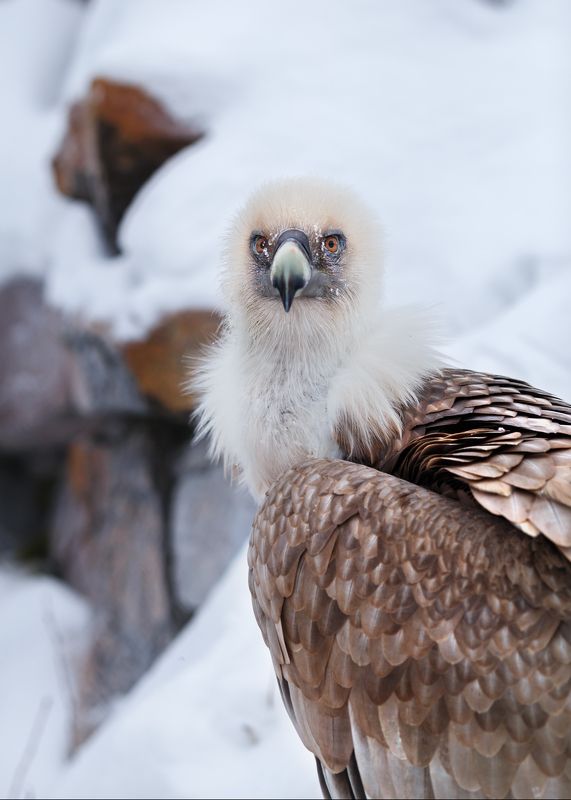 Белоголовый сип фото превью