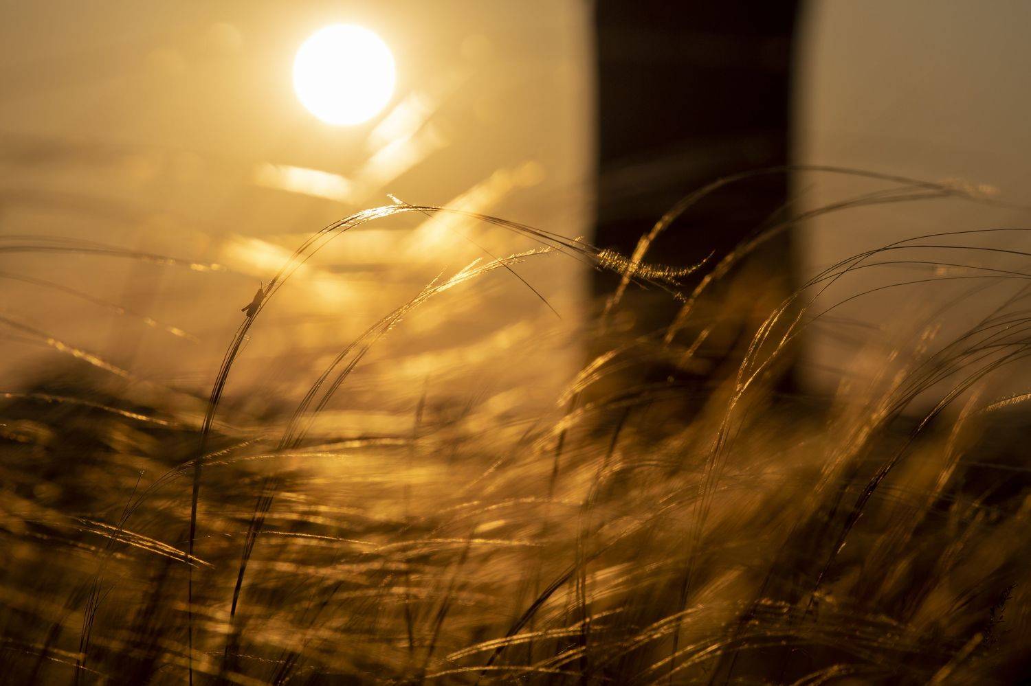 кузнечик, закат, желтое, Андрей Логвинович