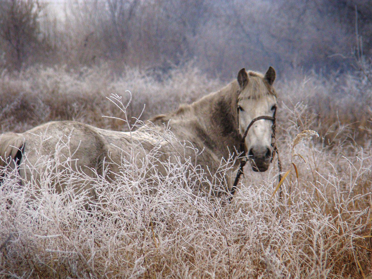 , Алёна Данильчук