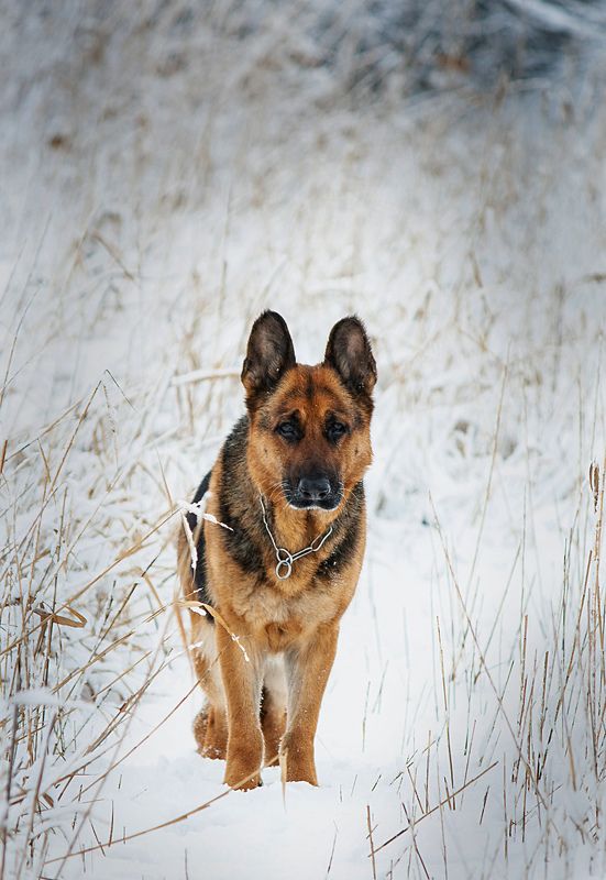 Жужжа. фото превью