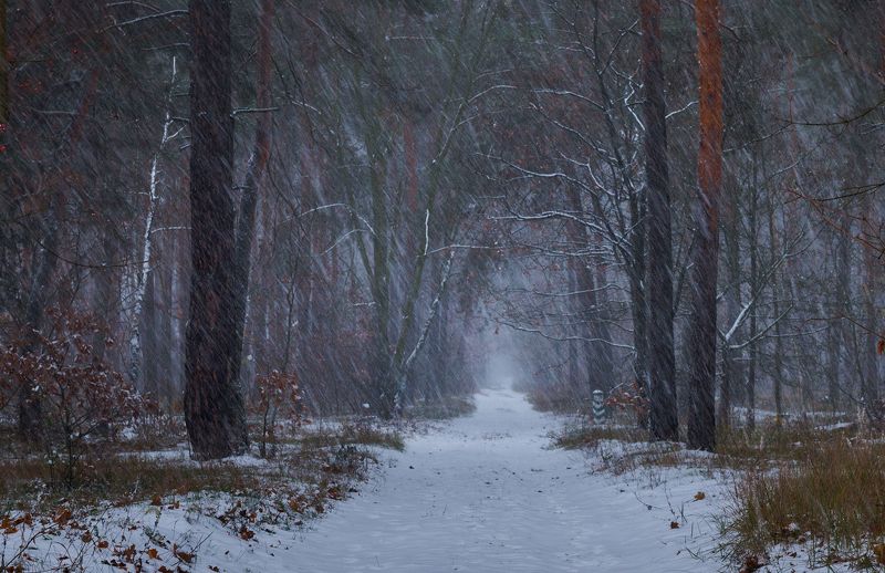лес, осень, ноябрь, снегопад Ноябрьский снегопад фото превью