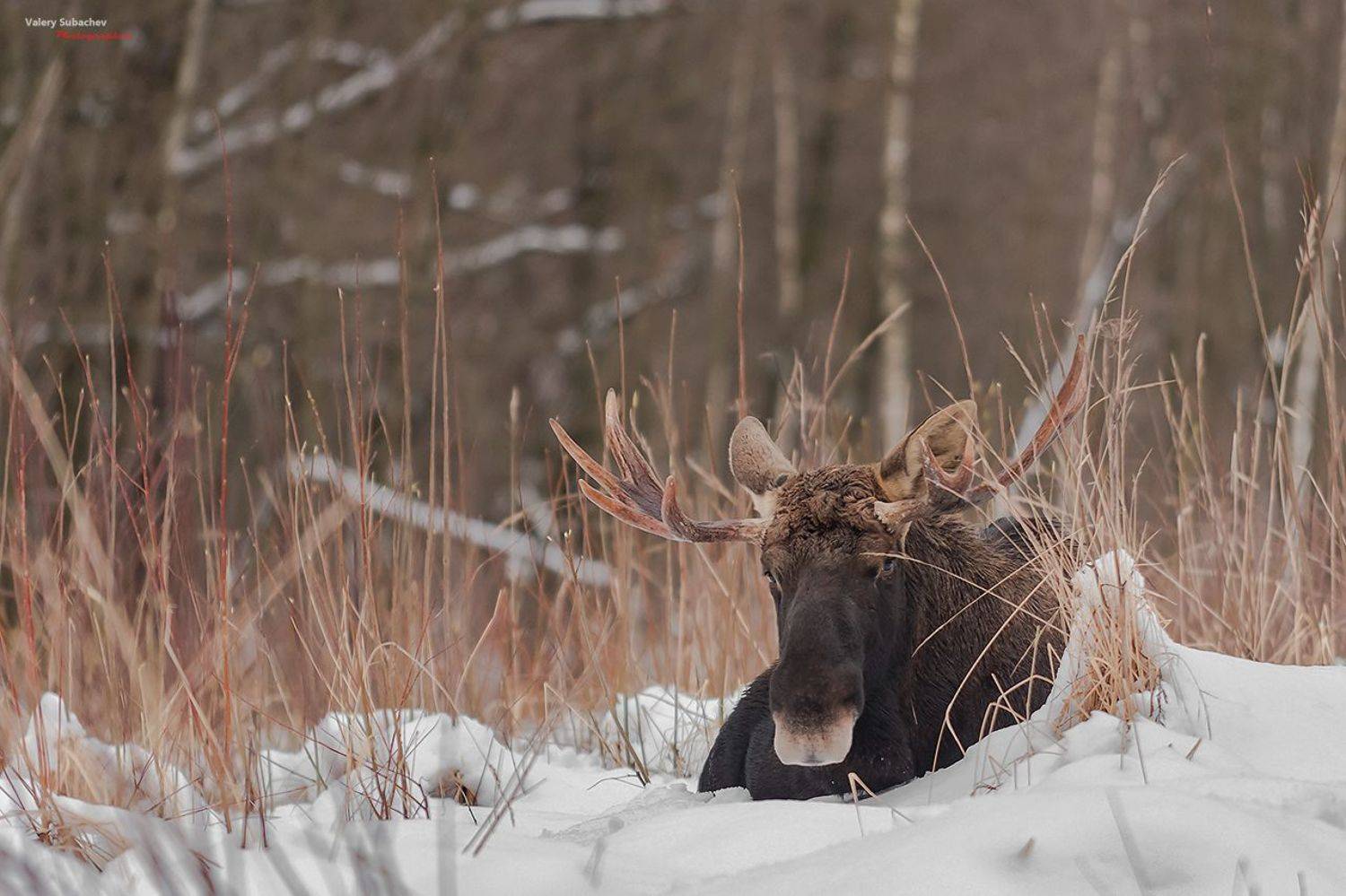 , Валерий Субачев