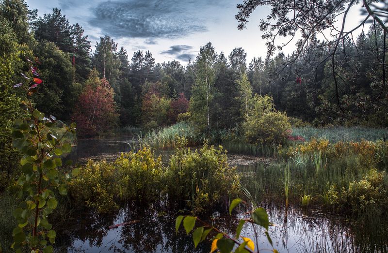 Сказочный лес фото превью