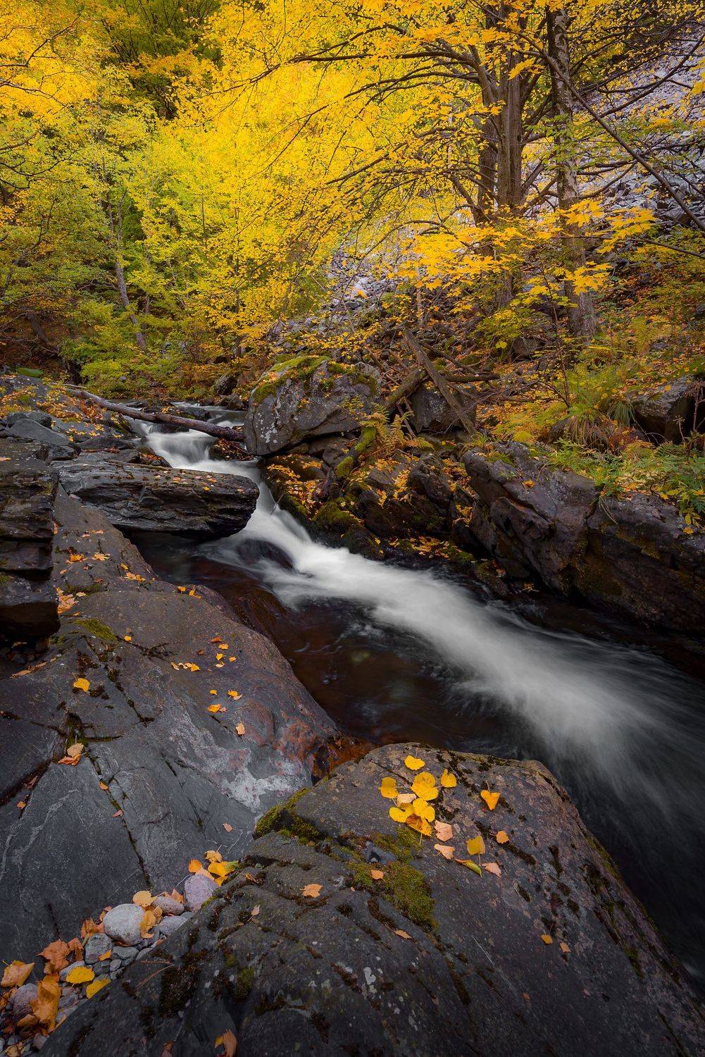 , Mariyana Atanasova - Lucero