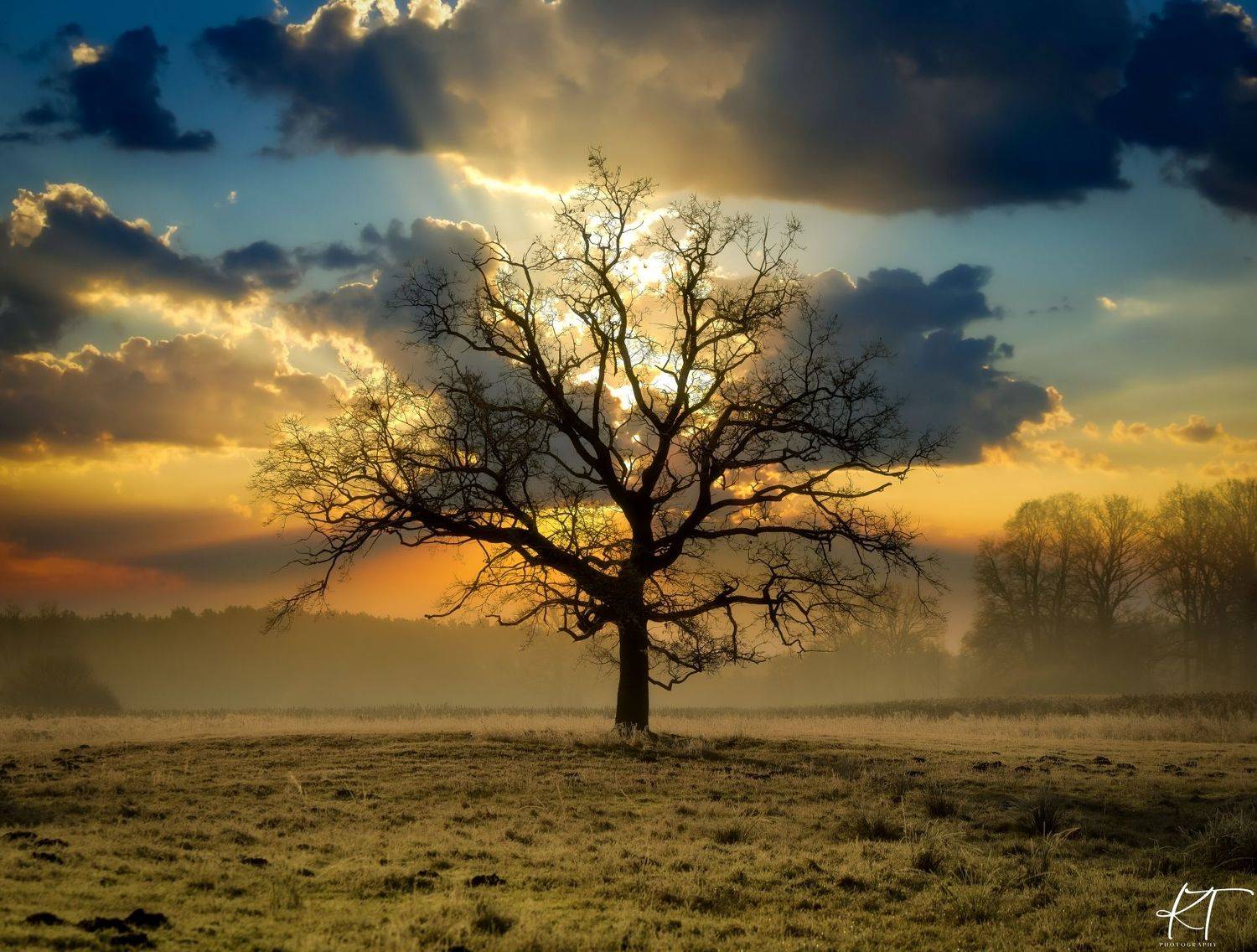tree, nature, sunlight, sky, landscape, field, forest, clouds, dawn, fog, Krzysztof Tollas