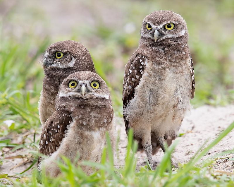 кроличий сыч, florida, burrowing owl, owl, флорида,сыч, хищгые птицы Family Owls - Кроличий сыч фото превью