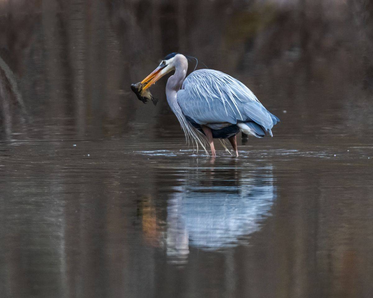 , Леонид Дьяченко