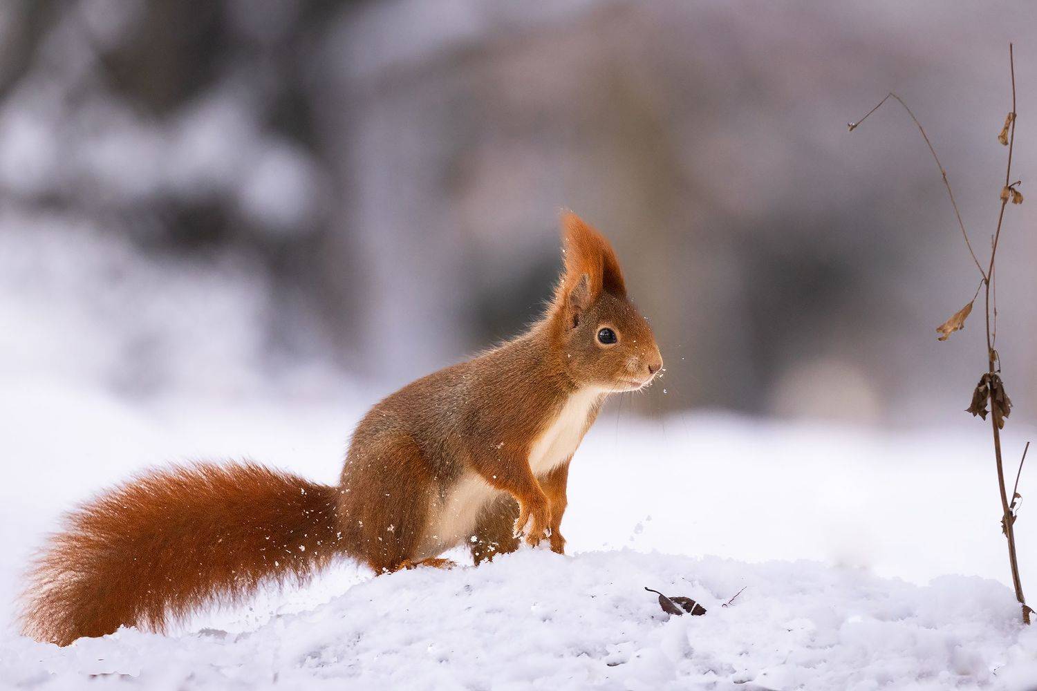 Squirrel in winter. Автор: Robert Adamec , Robert Adamec