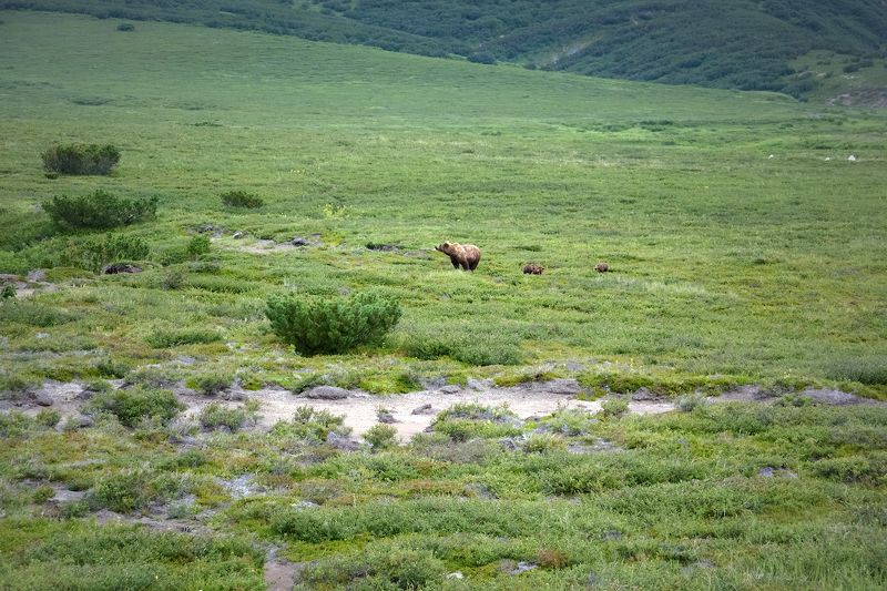 медвежья, семейка Медвежья семейка фото превью