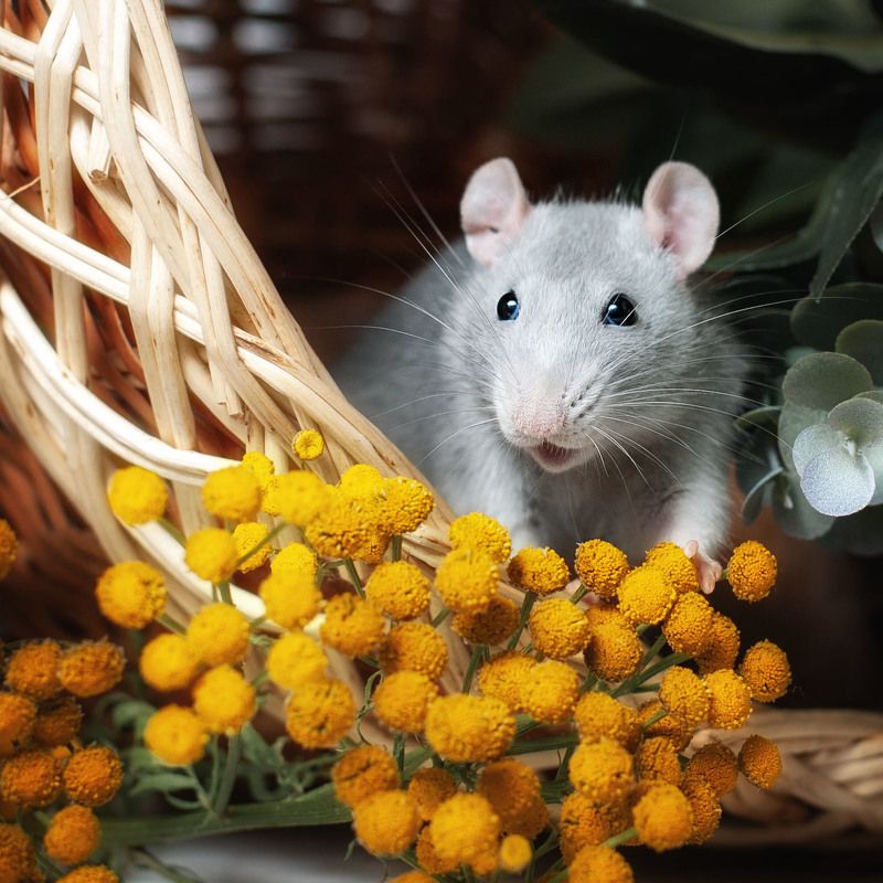 Забавная морда фото превью