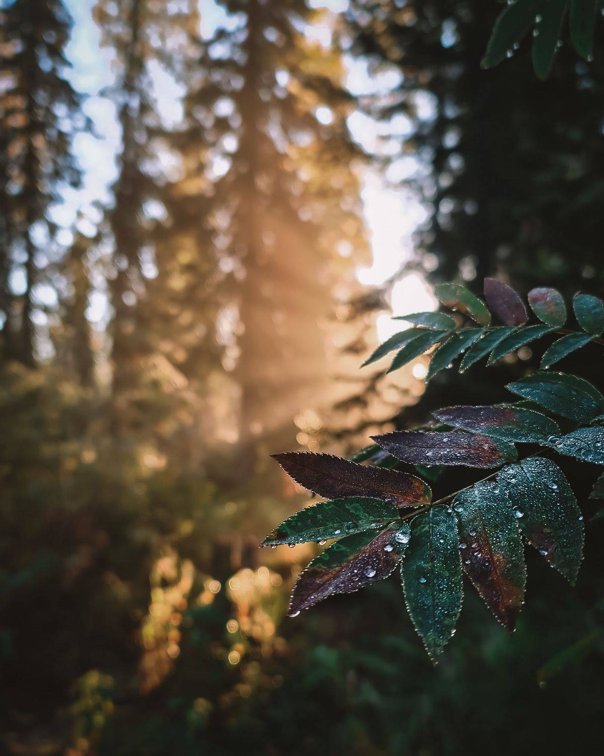 , Антон Мелёшкин