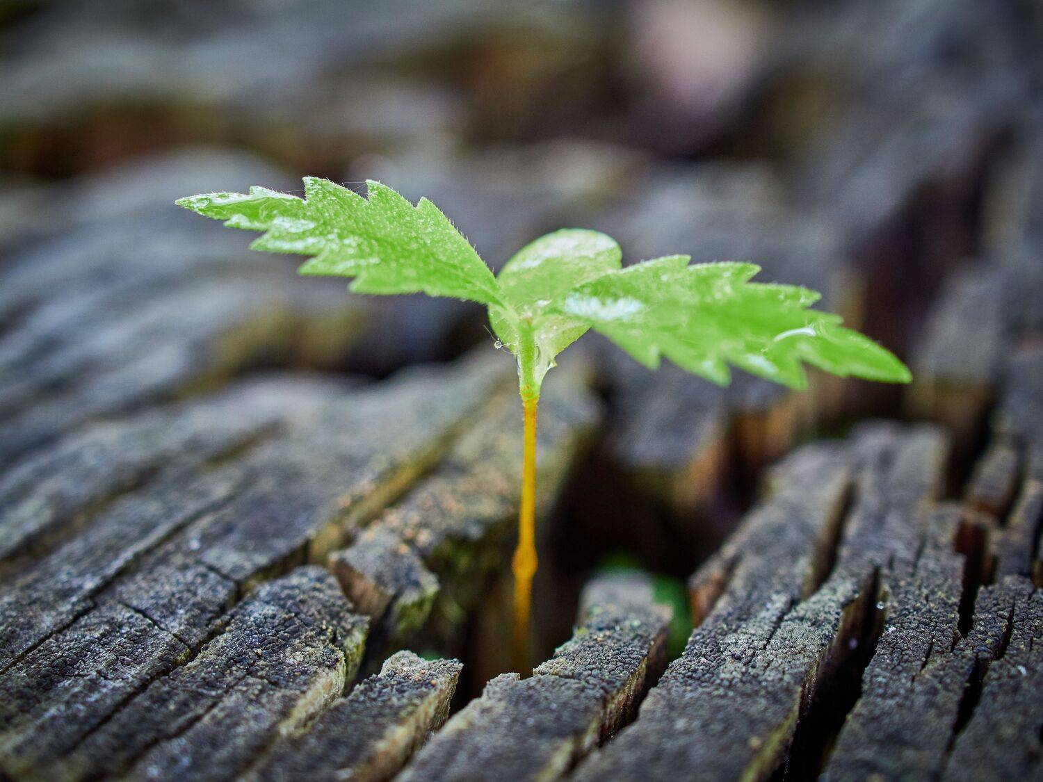 дерево, росток, Сергей Калёв