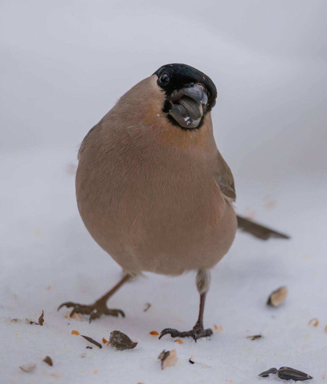 , Константин Дэм