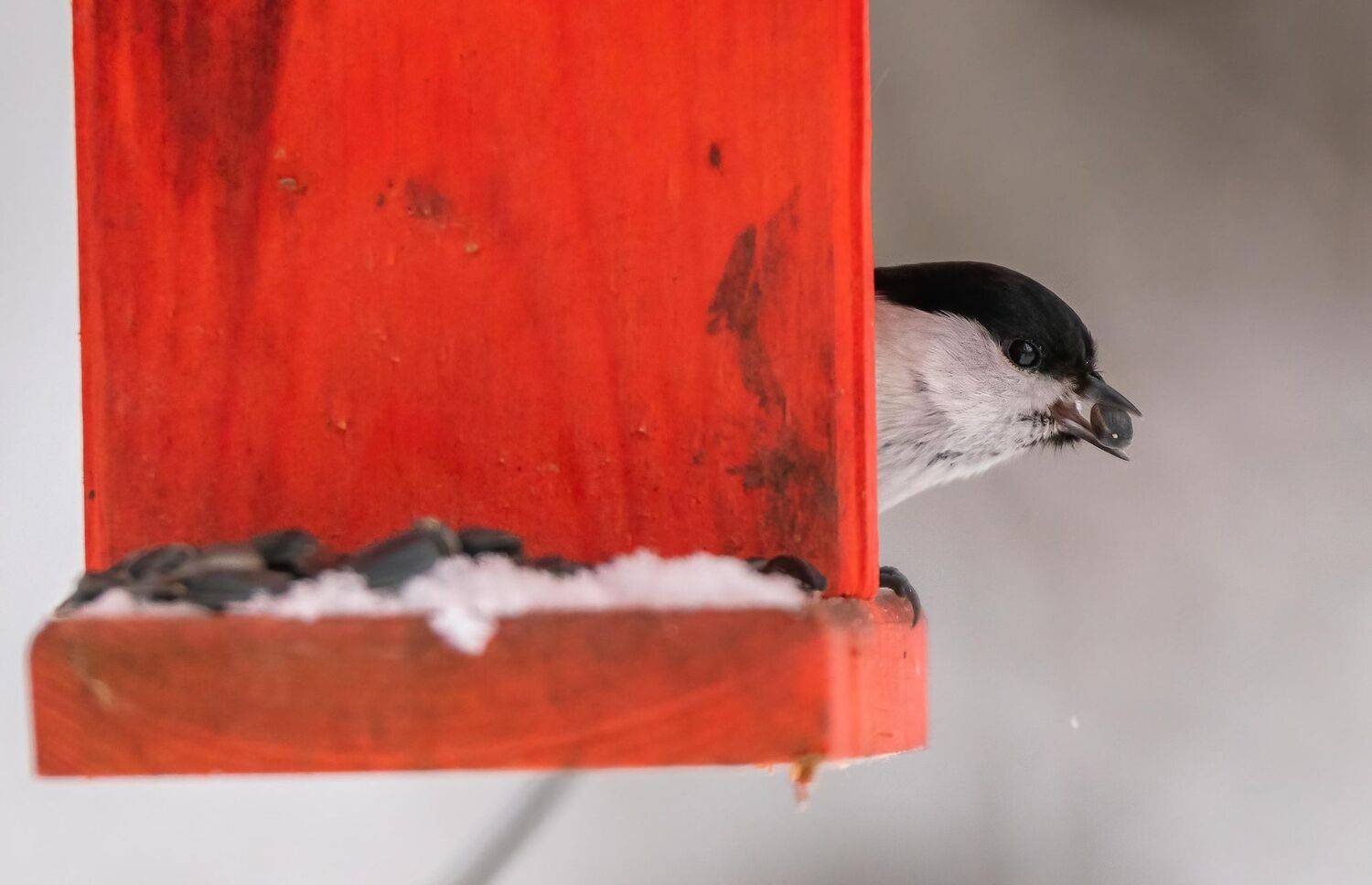 , Константин Дэм