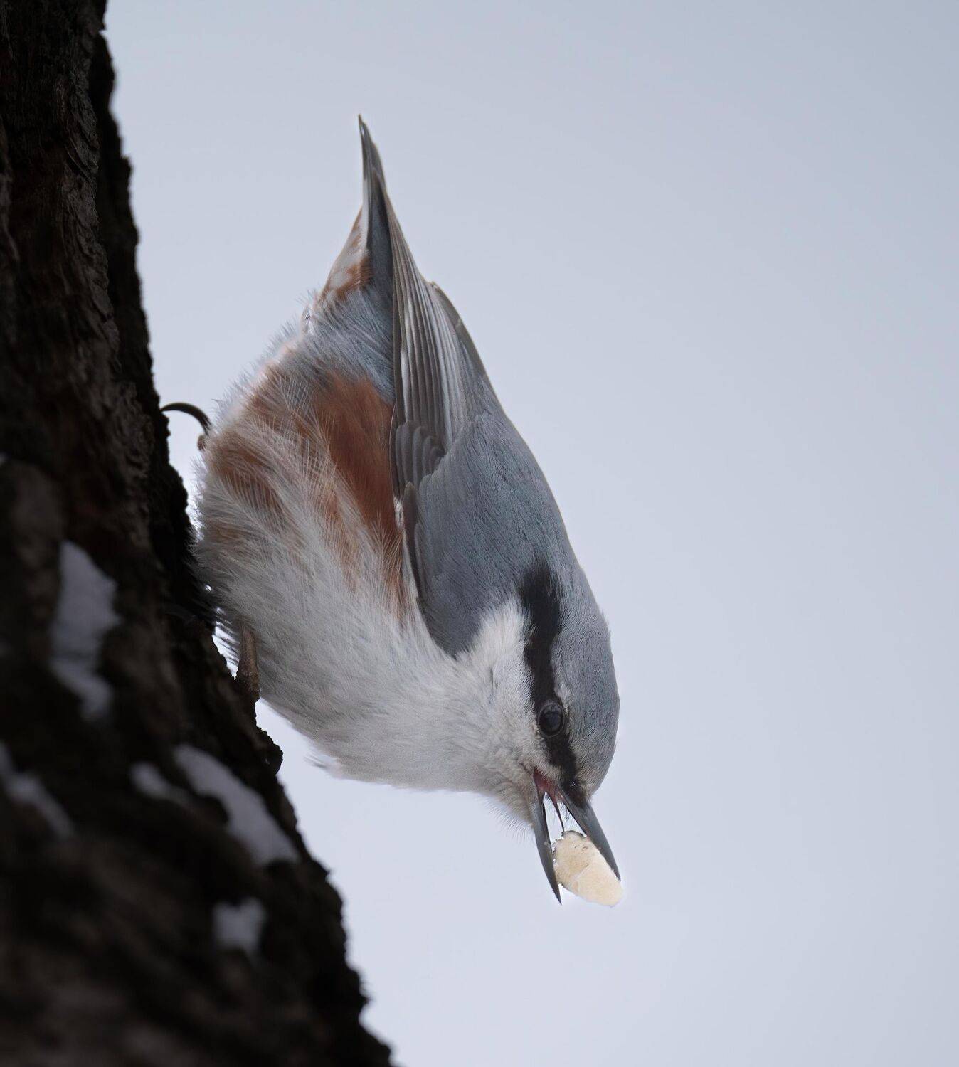 , Константин Дэм