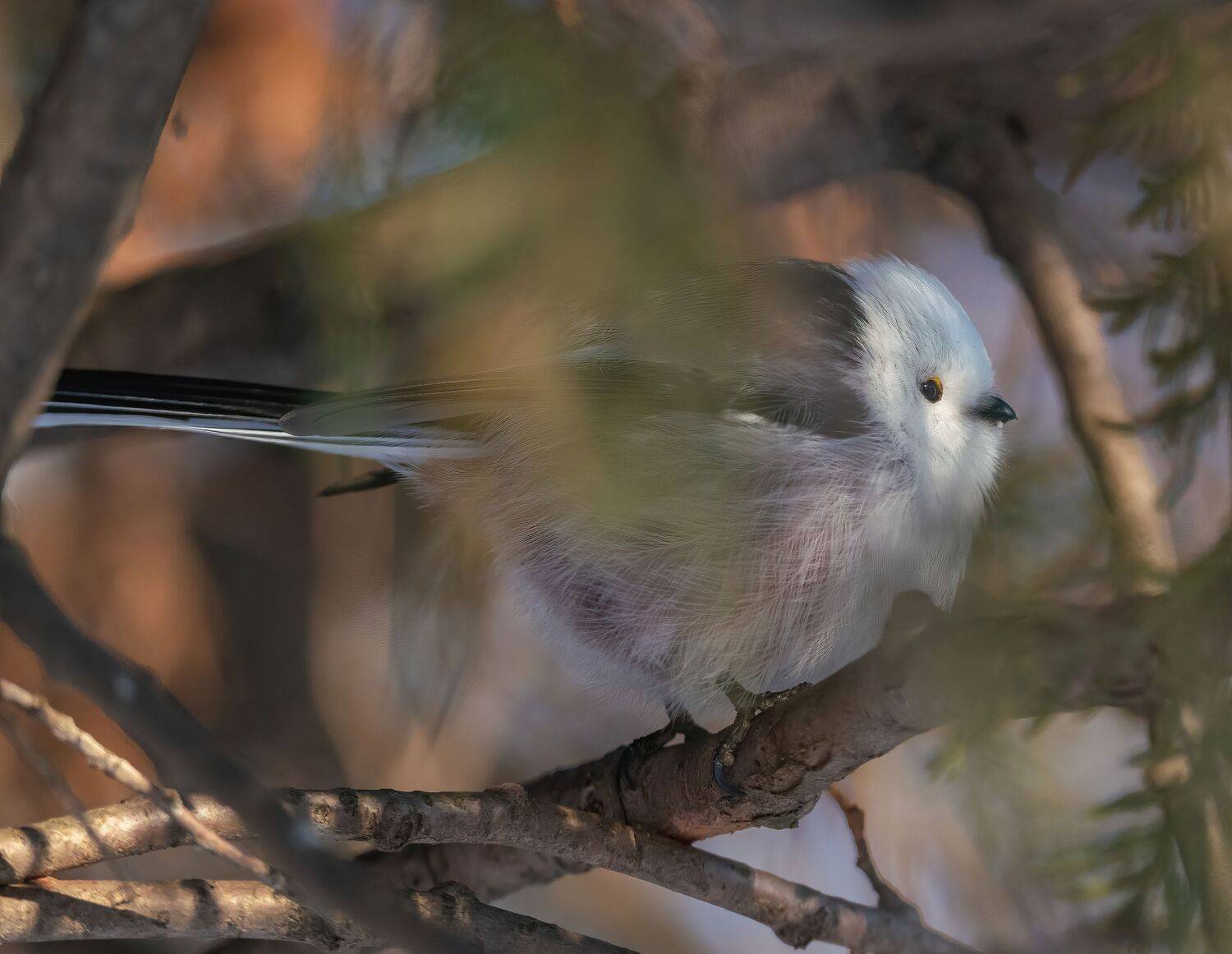 , Константин Дэм