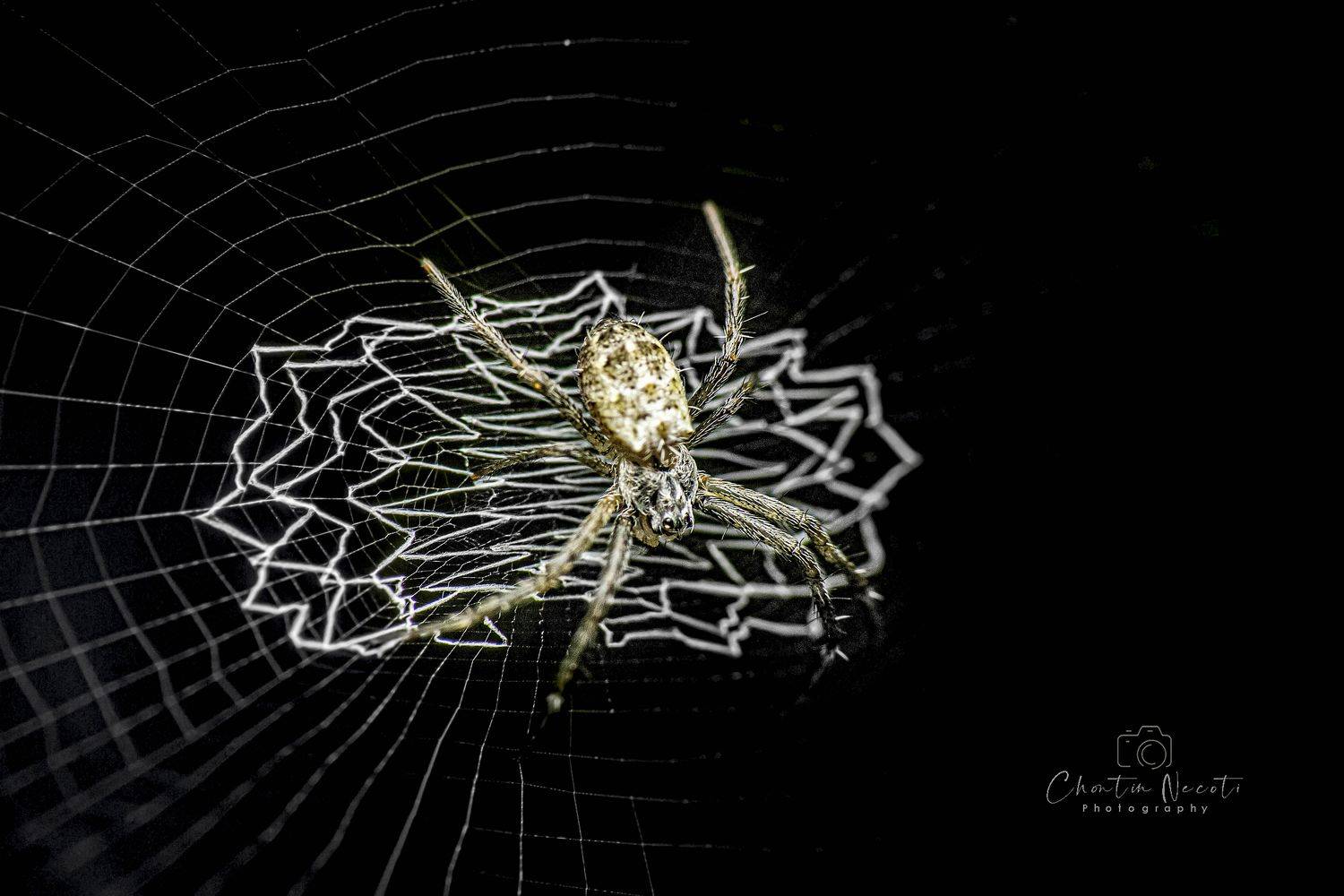spider, animal, grid, black, nature, natural, macro, small, focus, garden, outdoor, NeCoTi ChonTin