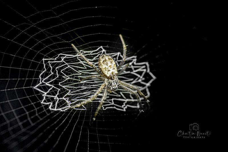 spider, animal, grid, black, nature, natural, macro, small, focus, garden, outdoor Spider фото превью