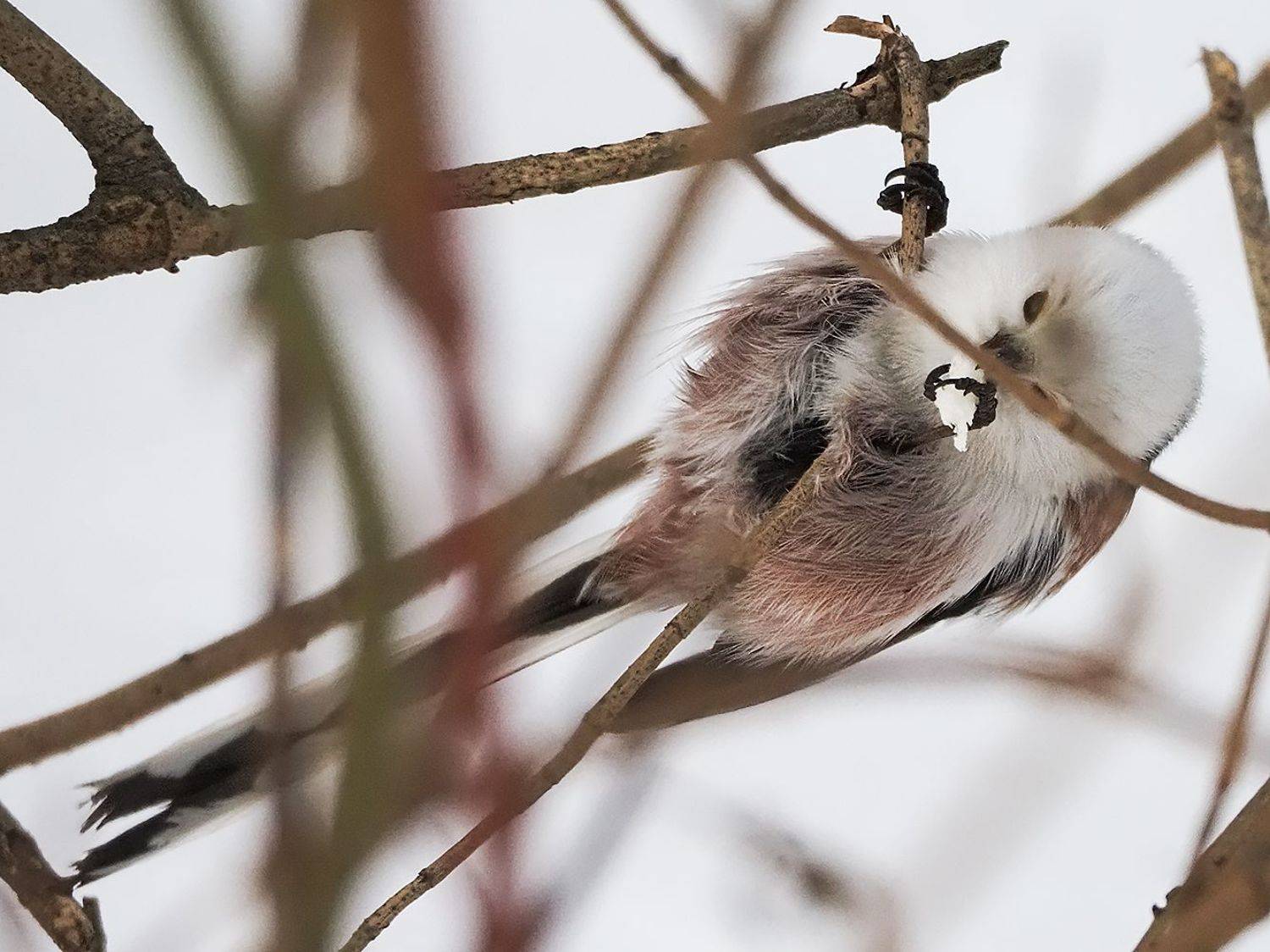 , Сергей Духанин