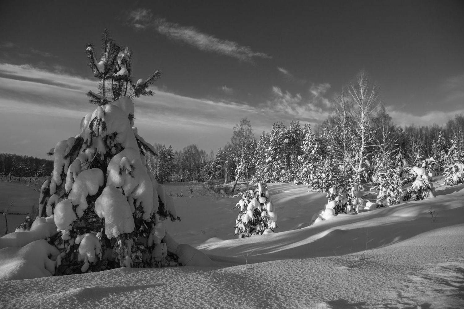 январь лес снег свет вечер комары, Дмитрий Алексеев