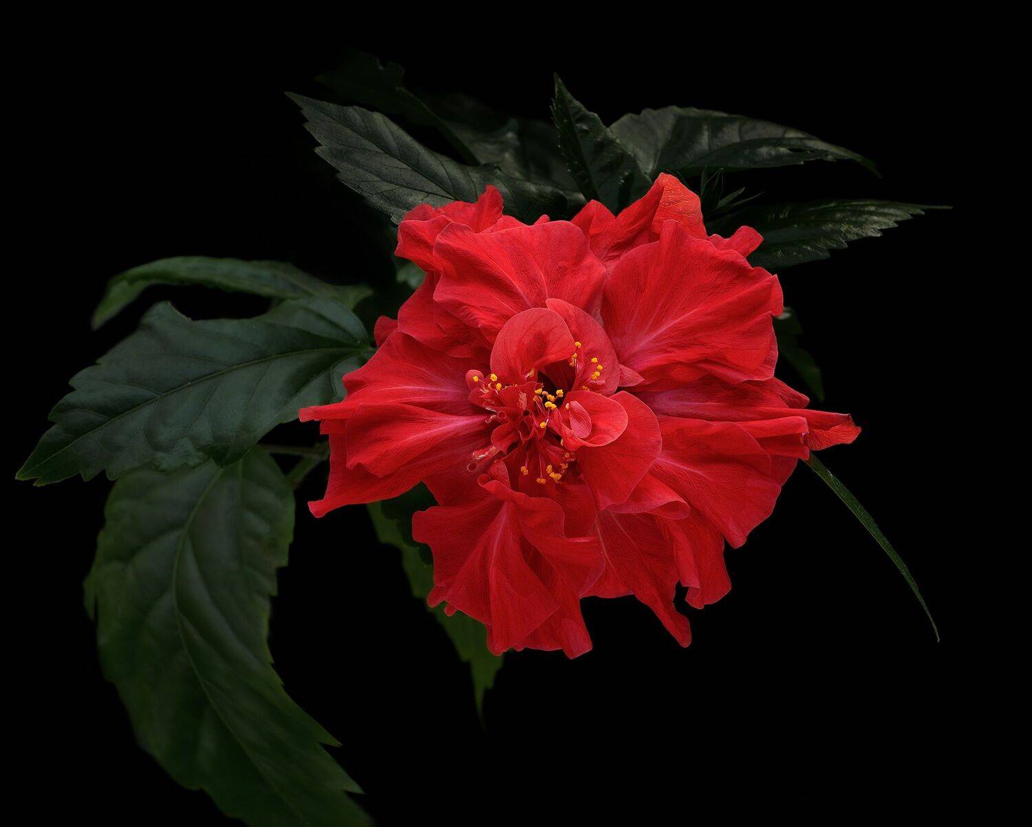 , Черновол Валентин