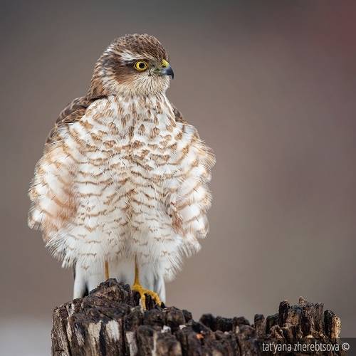 Sparrowhawk