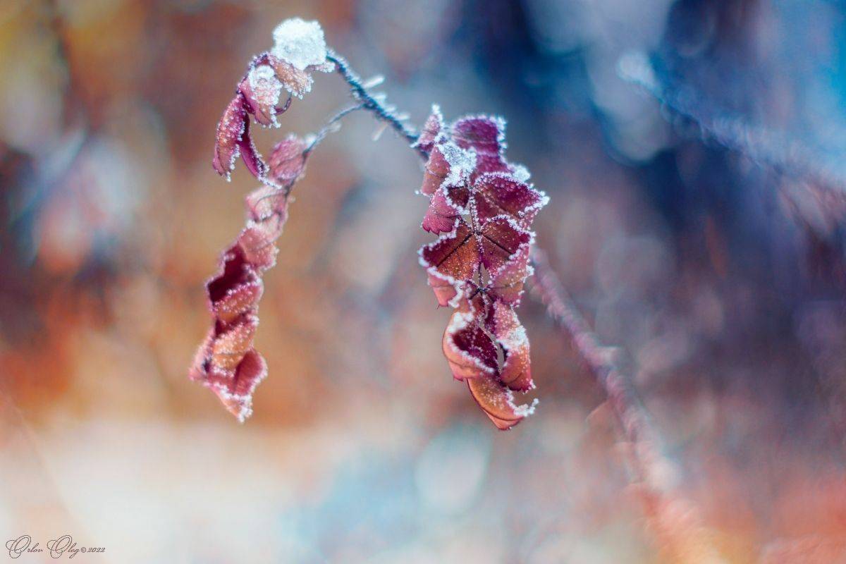 , Орлов Олег