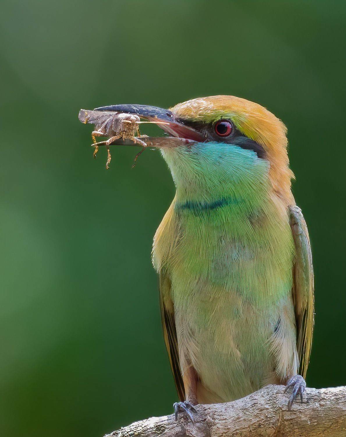 birds,kerala,india,nikon, Anandhu M