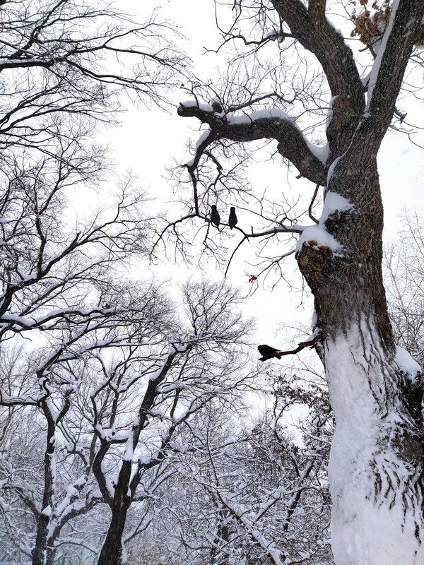 зима, зимний парк, птицы, птицы на ветке, зимний пейзаж, пейзаж, снег, птицы на дереве  фото превью