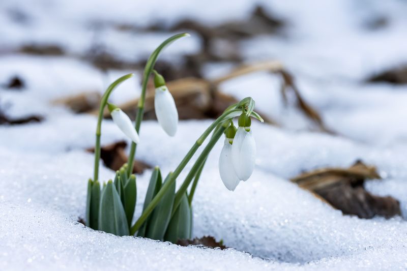 Поснежники фото превью