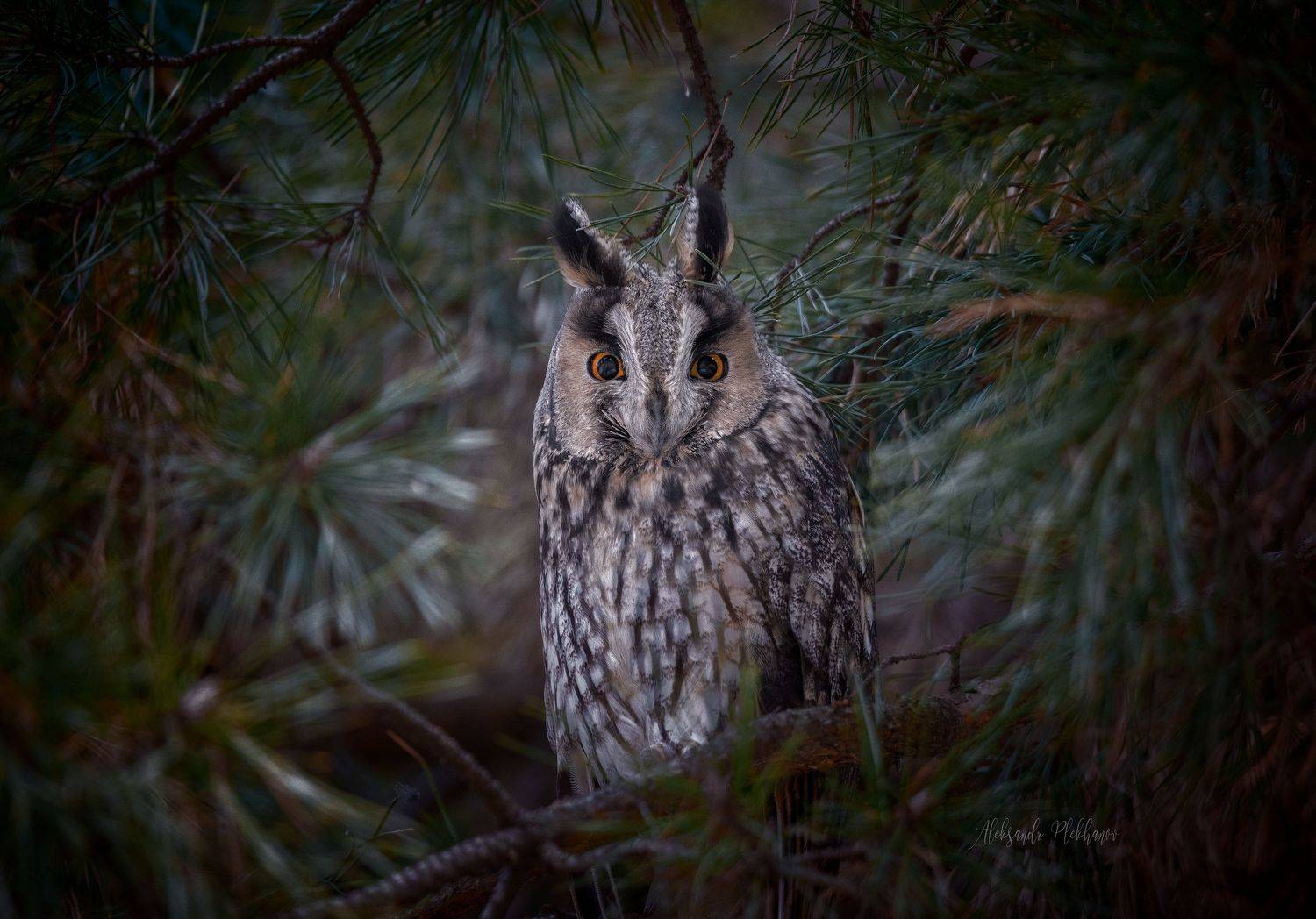 портрет, wildlife, Plekhanov Alexander