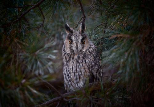 Дикая тварь из дикого леса