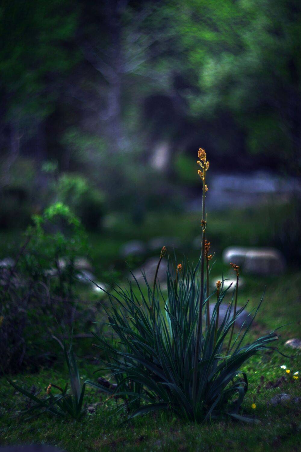 green,flower,wild,nature,light,bokeh,zenit,helios,, Борислав Алексиев