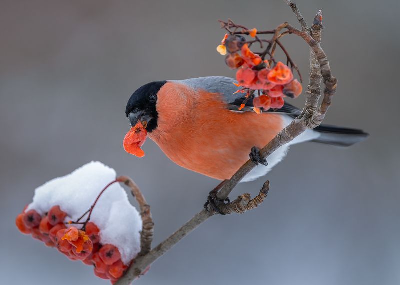 Снегирь фото превью
