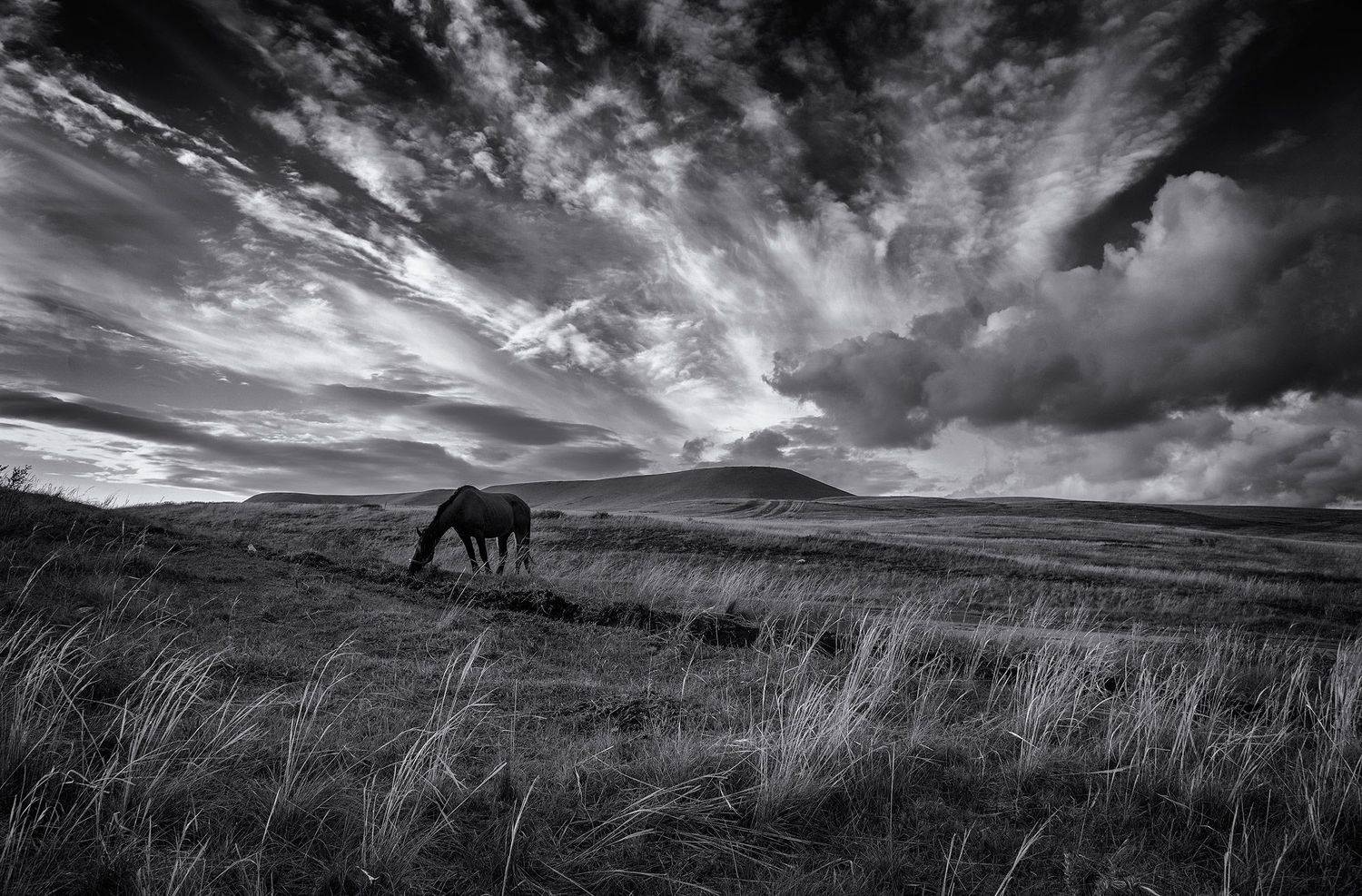 пейзаж, природа, степь ,небо, облака, лошадь, пастбище, лето, день, Тамара Андреева