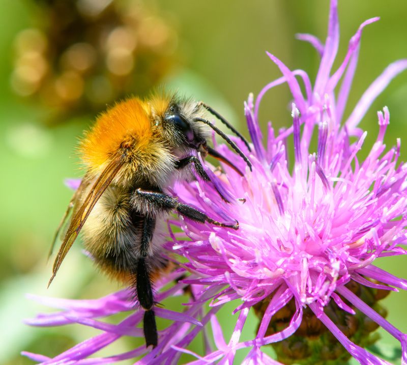 Bumblebee фото превью