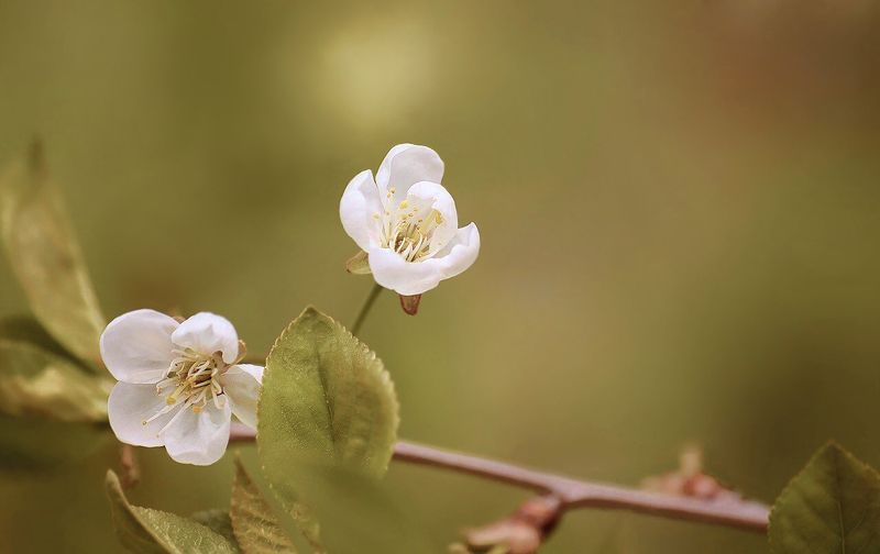 Тихая мелодия фото превью