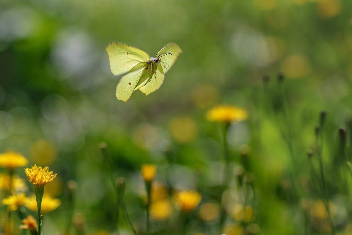 бабочка, полёт, Ершова Юлия