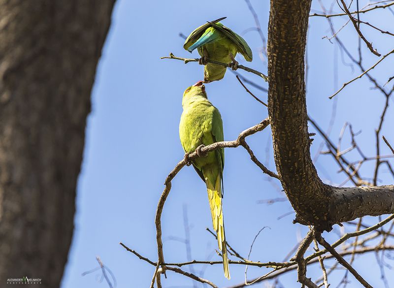 landscape,nature,природа,попугаи,город Наверное любовь фото превью