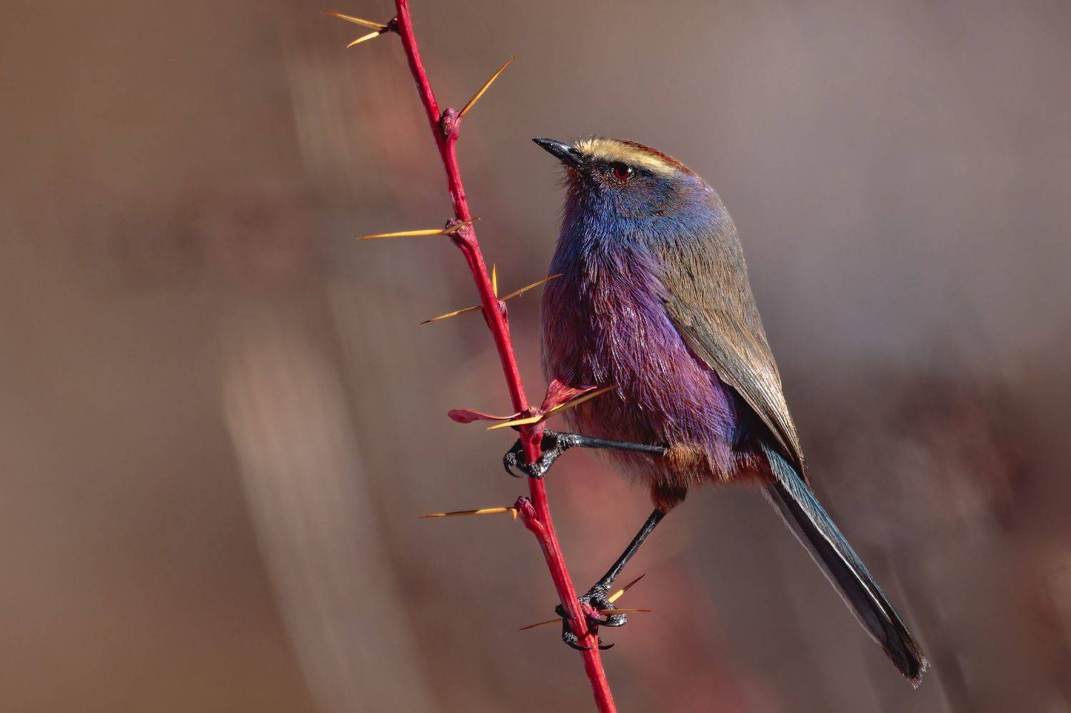 花彩雀莺（学名：leptopoecile sophiae）, Liu YuDong