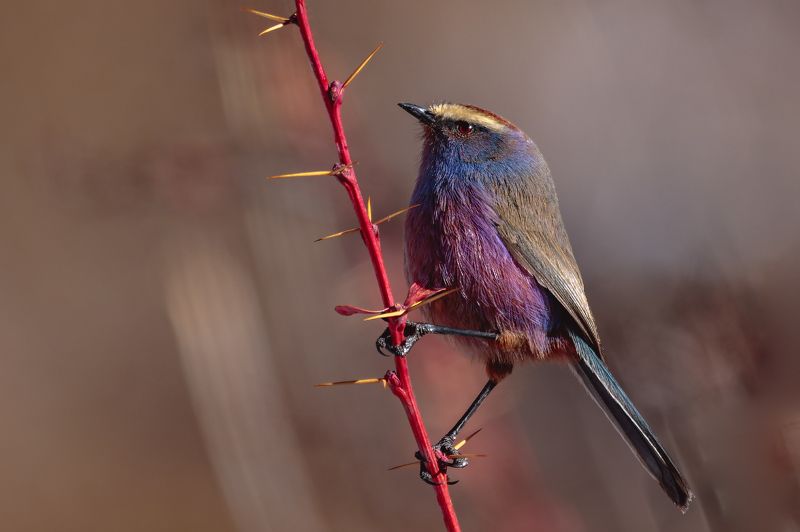 花彩雀莺（学名：leptopoecile sophiae） 花彩雀莺（学名：Leptopoecile sophiae） фото превью