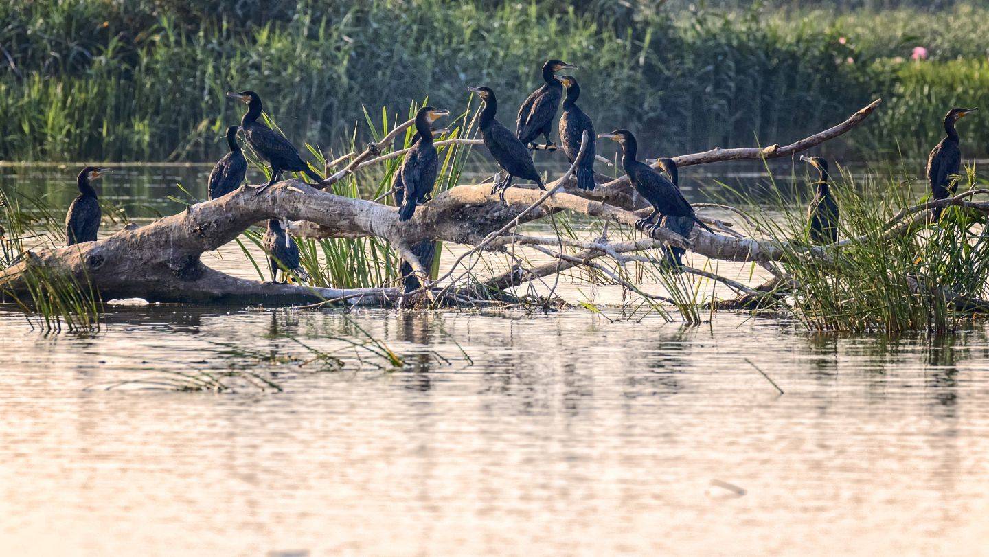 заповедник,дельта волги, бакланы., Анатолий Салтыков