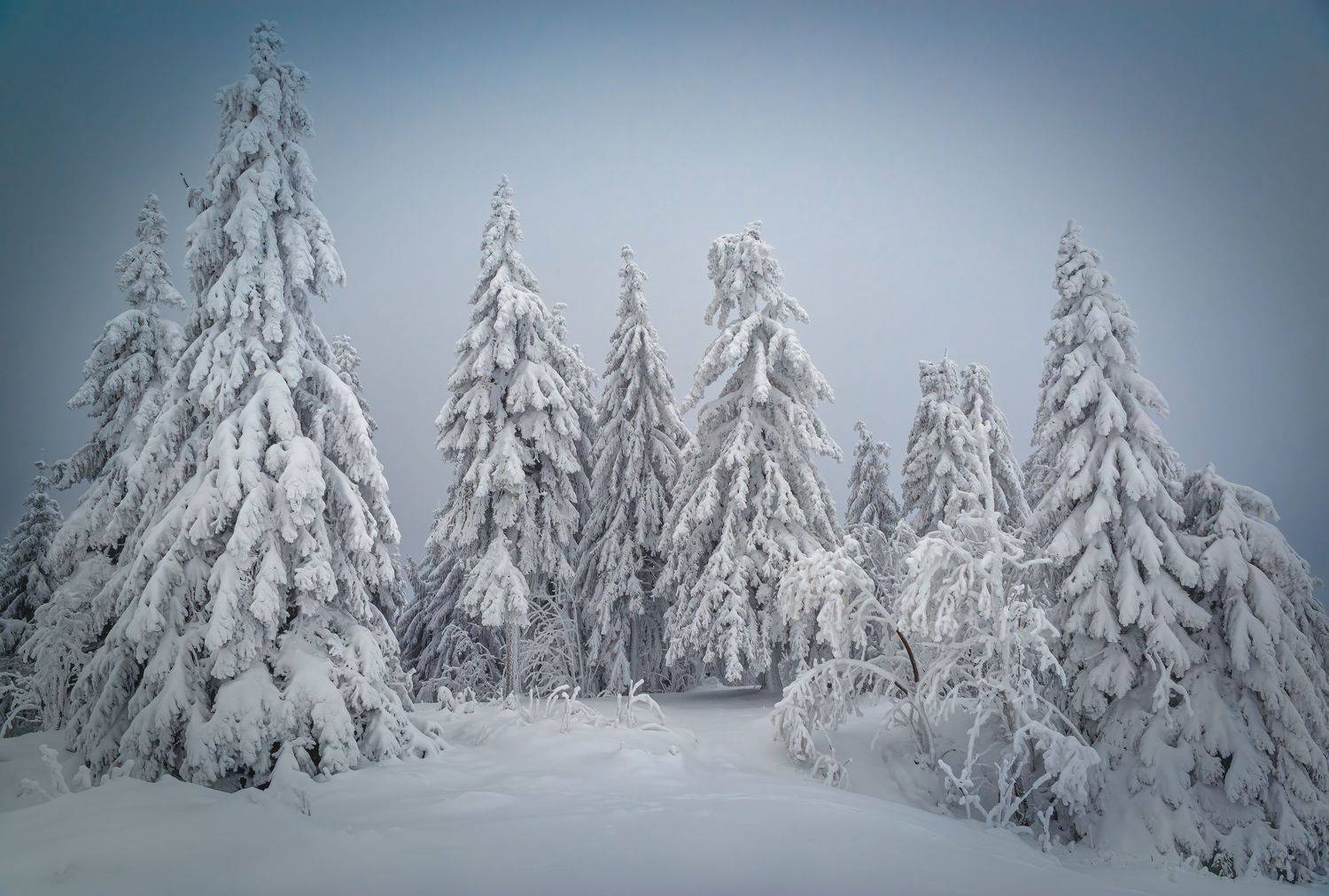 горизонтальный,  нет людей,  снег,  фотография,  на улице,  зима,  дерево,  природа,  холодная температура,  небо,  пейзаж - пейзажи,  лес,  хвойное дерево,  день,  белый цвет,  живопись - природа,  красота в природе,  идиллический,  путешествовать, Андрей Ожерельев