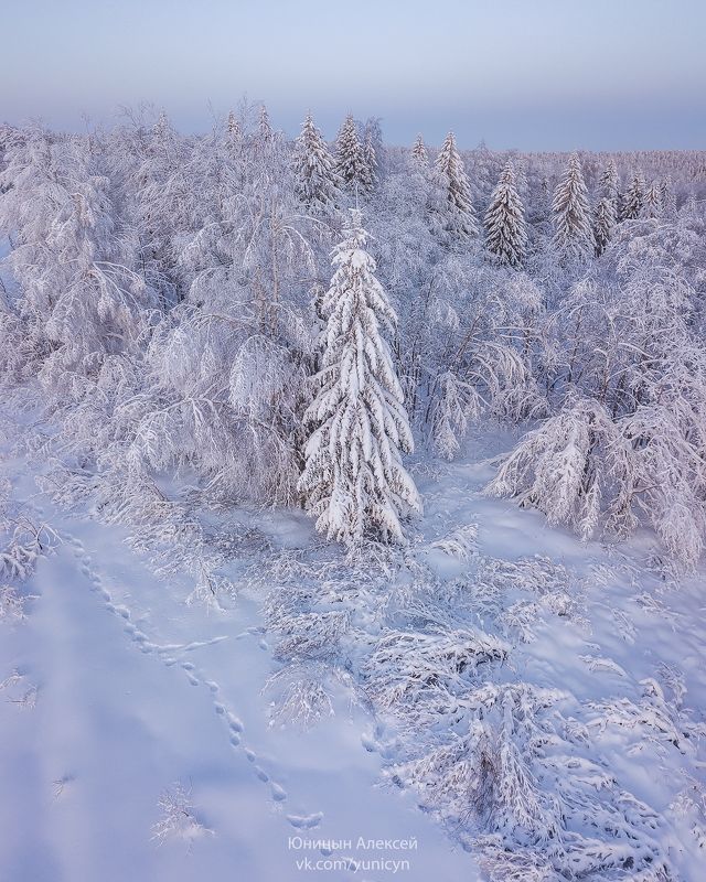 Зимний лес с высоты д.Вершина Верхнетоемский р-н Архангельская обл. фото превью