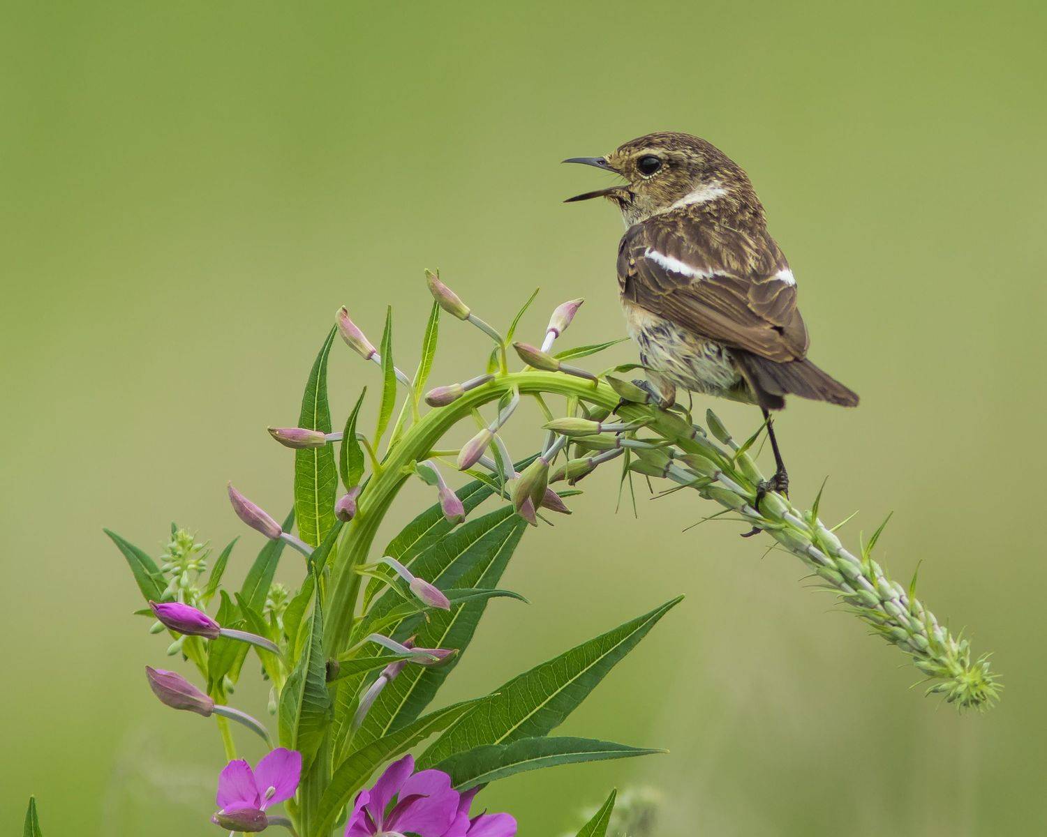 чекан черноголовый, Суслов Дмитрий