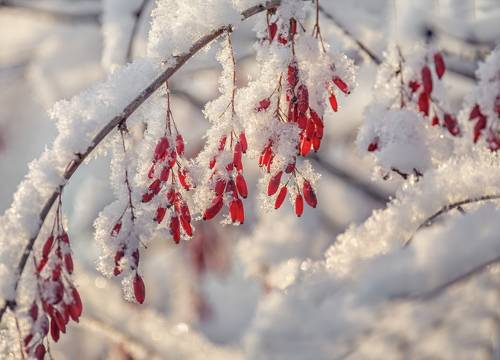 барбарис зимний..