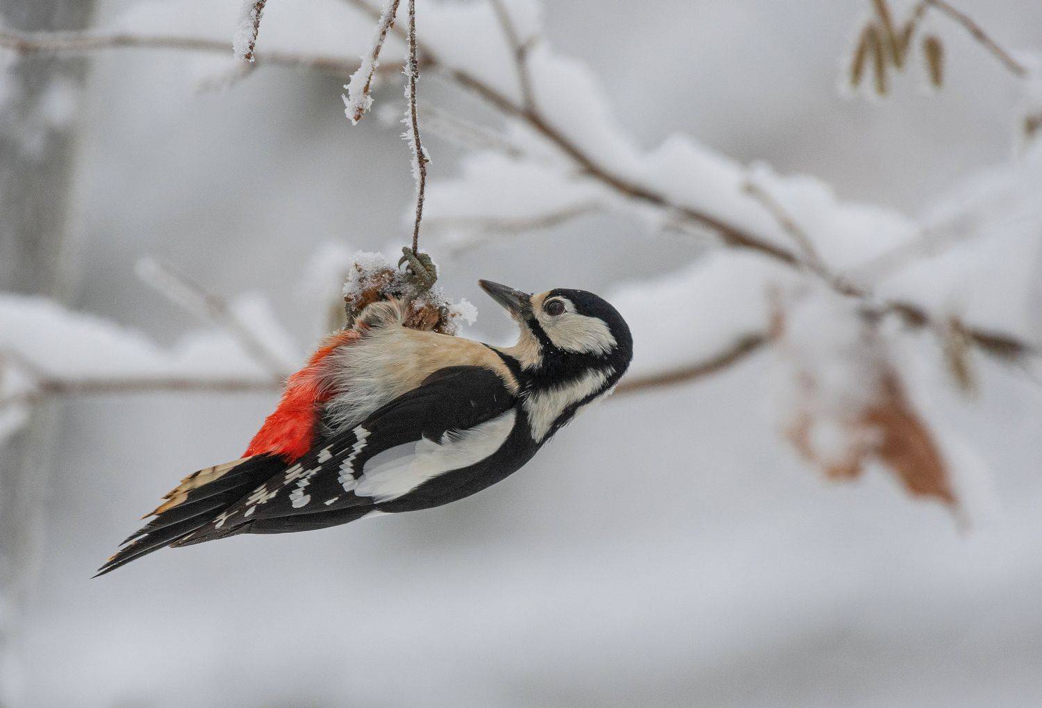 зима дятел, Руслан Сигушин