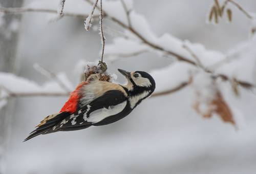 Пернатый спецназ