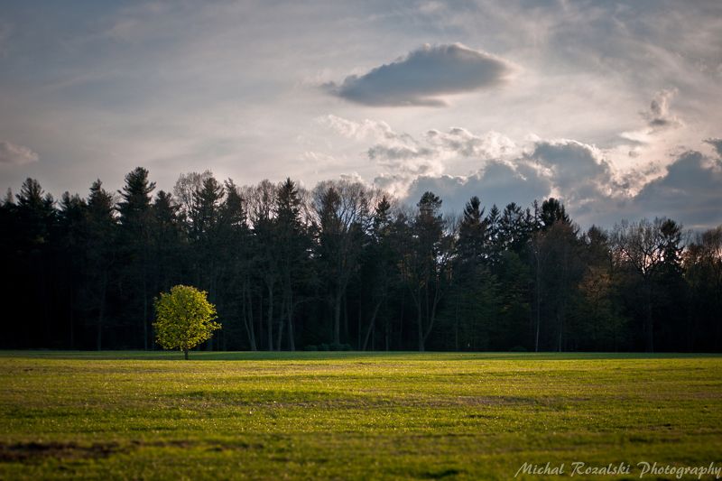 tree, ,forest, ,meadow, ,spring, ,season, ,sky, ,clouds, ,light Light of the ending day фото превью